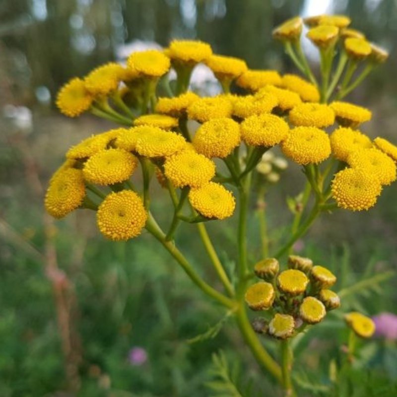 Wrotycz Pospolity Ac Artemisia Vulgaris Cm Sadzonka Z Kasety