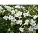 PIĘCIORNIK BIAŁY KRZEWIASTY DORODNE SADZONKI 60-70cm