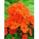 FLOKS POMARAŃCZOWY ORANGE PERFECTION PŁOMYK SZYDLASTY