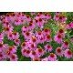 JEŻÓWKA PURPUROWA ROSE RÓŻOWA RUDBEKIA