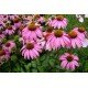 JEŻÓWKA PURPUROWA ROSE RÓŻOWA RUDBEKIA