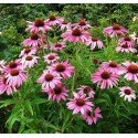 JEŻÓWKA PURPUROWA ROSE RÓŻOWA RUDBEKIA D.