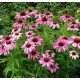 JEŻÓWKA PURPUROWA ROSE RÓŻOWA RUDBEKIA