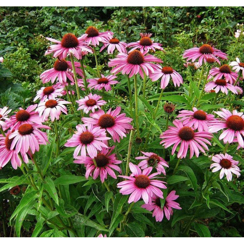 JEŻÓWKA PURPUROWA ROSE RÓŻOWA RUDBEKIA