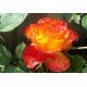 RÓŻA WIELKOKWIATOWA CZERWONO-ŻÓŁTA MEGA WYPRZEDAŻ! 20-30cm