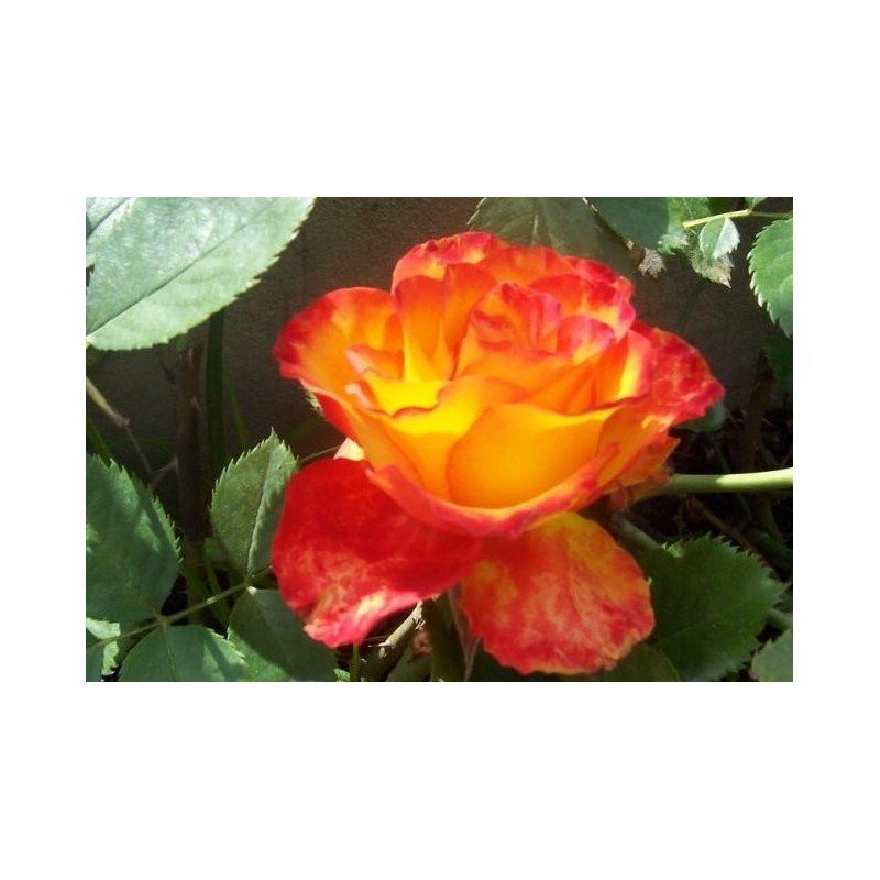 RÓŻA WIELKOKWIATOWA CZERWONO-ŻÓŁTA MEGA WYPRZEDAŻ! 20-30cm