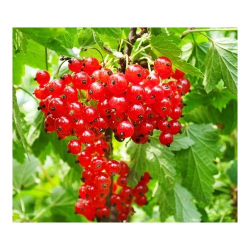 KRZACZASTA PORZECZKA CZERWONA 70-110cm