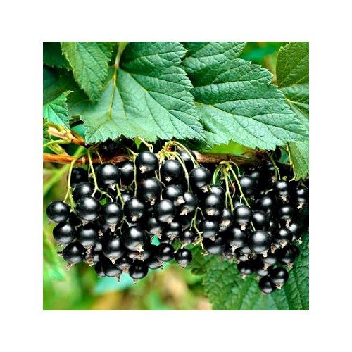 PIENNA PORZECZKA CZARNA 80-120cm