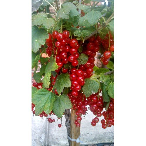 PIENNA PORZECZKA CZERWONA 80-120cm