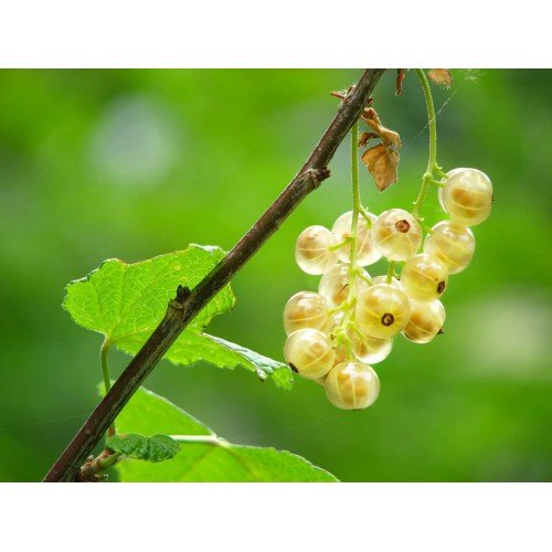 PIENNA PORZECZKA BIAŁA 80-120cm