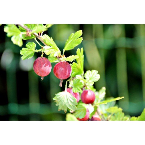 PIENNY CZERWONY AGREST 80-120cm