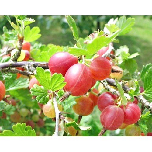 AGREST BEZKOLCOWY SPINE FREE CZERWONY krzew 40-80cm