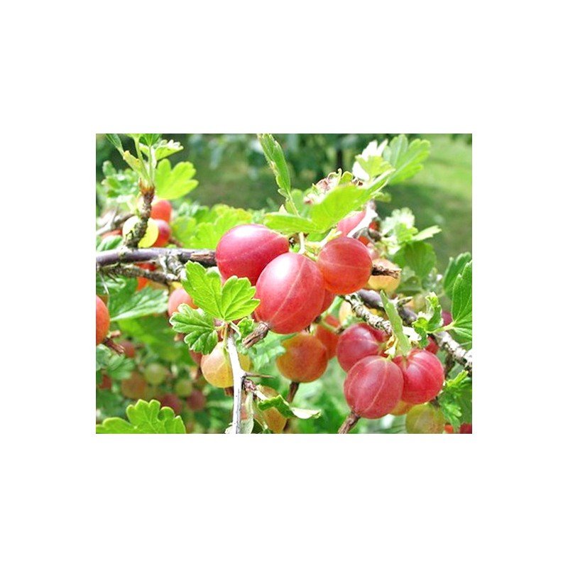 AGREST BEZKOLCOWY SPINE FREE CZERWONY