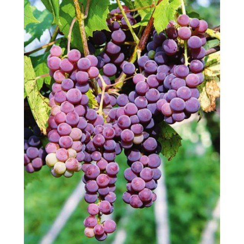 WINOGRON SWENSON RED CZERWONY 60-140cm