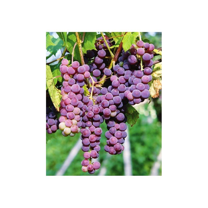 WINOGRON SWENSON RED CZERWONY