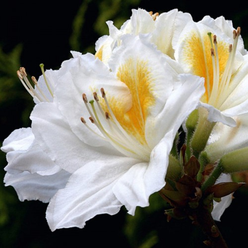 Azalia wielkokwiatowa 30-70 cm
