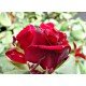 RÓŻA WIELKOKWIATOWA CZERWONA