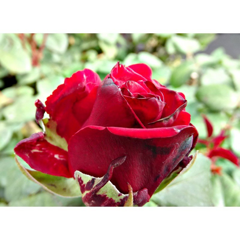 RÓŻA WIELKOKWIATOWA CZERWONA