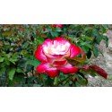 RÓŻA RABATOWA DWUKOLOROWA BIAŁO-CZERWONA K. 50-60CM