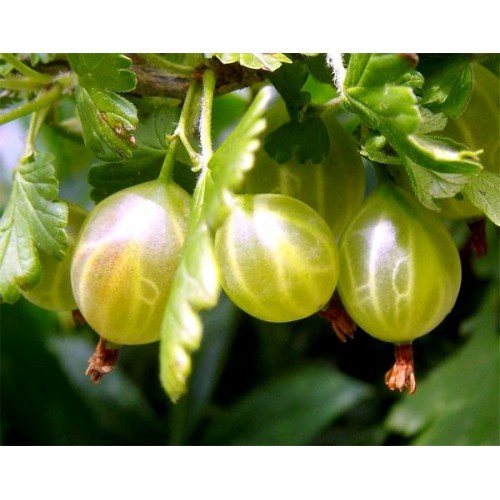 Agrest Krzaczasty Zielony 40-80cm