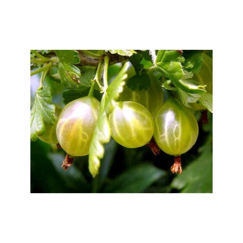 AGREST KRZACZASTY ZIELONY