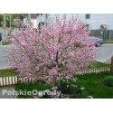 Migdałek krzaczasty sadzonka wys 40-70cm piękne kwiaty