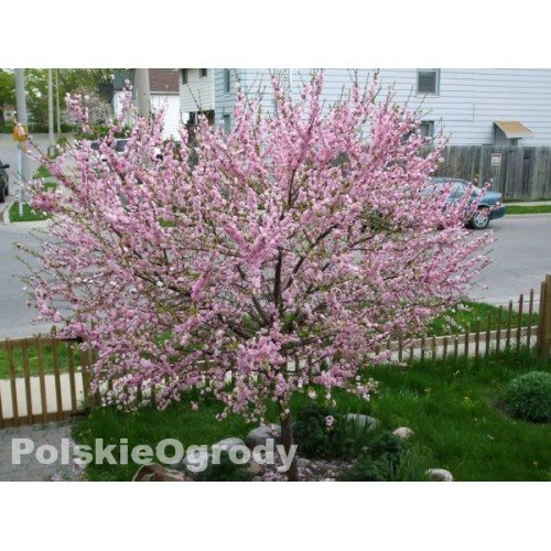 Migdałek krzaczasty sadzonka wys 40-70cm piękne kwiaty