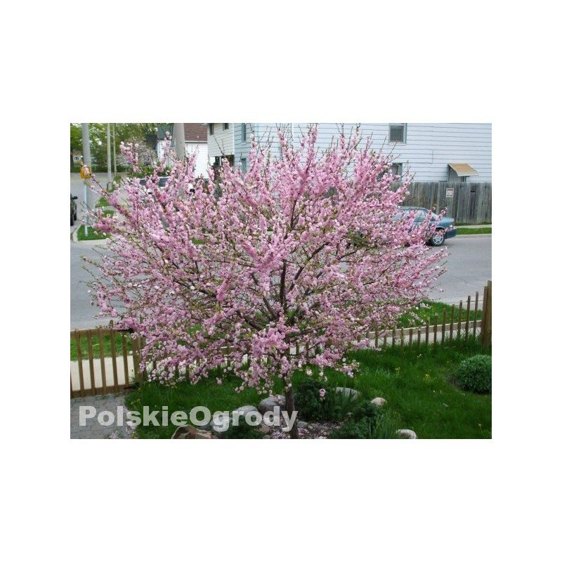 Migdałek krzaczasty sadzonka 40-70 cm.