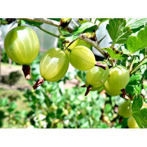 Agrest na pniu Pienny Zielony 80-120cm