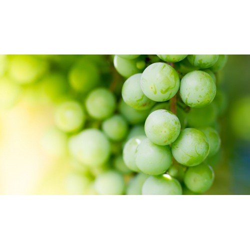 WINOGRON BIAŁY BIANCA WINOROŚL 60-140cm