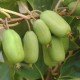 Mini kiwi 'Dr Szymanowski' wspinające się po ogrodzeniu