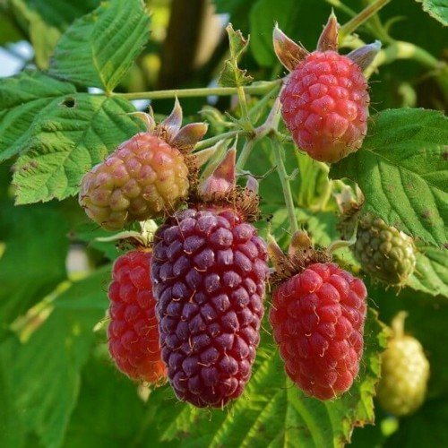 Malinojeżyna Tayberry Medana Rubus 25-50cm. D.