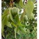 Jesienne zbiory mini kiwi 'Issai' – soczyste, słodkie owoce