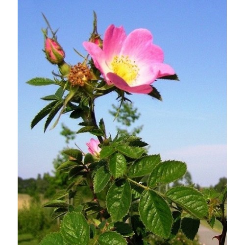 Róża RDZAWA