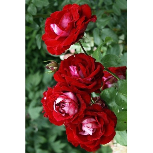 Róża rabatowa MIX kolorów KL I 20-50cm Donica 1L