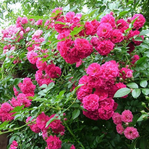 Róża pnąca MIX KOLORÓW 30-50cm K