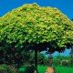 klon pospolity 'Golden Globe' (łac.Acer platanoides 'Golden Globe')