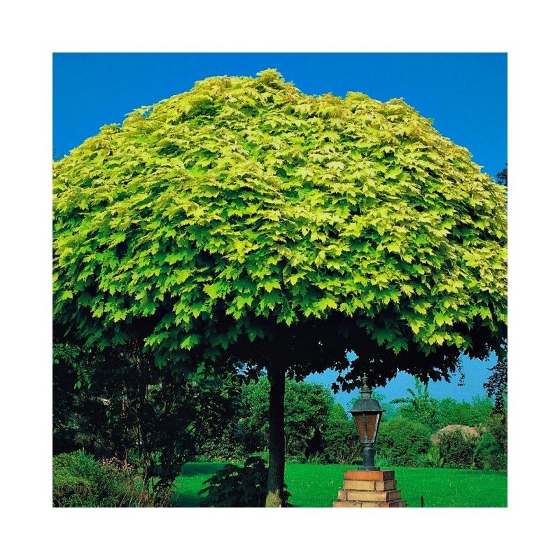 klon pospolity 'Golden Globe' (łac.Acer platanoides 'Golden Globe')