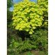 klon pospolity 'Golden Globe' (łac.Acer platanoides 'Golden Globe')