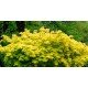 klon pospolity 'Golden Globe' (łac.Acer platanoides 'Golden Globe')