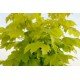 klon pospolity 'Golden Globe' (łac.Acer platanoides 'Golden Globe')
