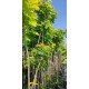 klon pospolity 'Golden Globe' (łac.Acer platanoides 'Golden Globe')