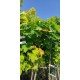 klon pospolity 'Golden Globe' (łac.Acer platanoides 'Golden Globe')