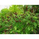 Amorfa krzewiasta do ogrodu indygowiec - krzew
