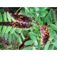Amorfa krzewiasta do ogrodu indygowiec - krzew