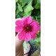 Pięciornik nepalski różowy 30-50 cm