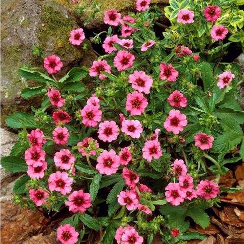 Pięciornik nepalski różowy 30-50 cm p9