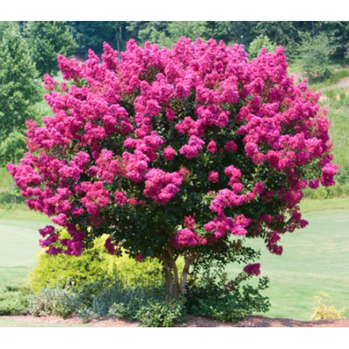Lagerstroemia indyjska indica różowa 10-30cm K28