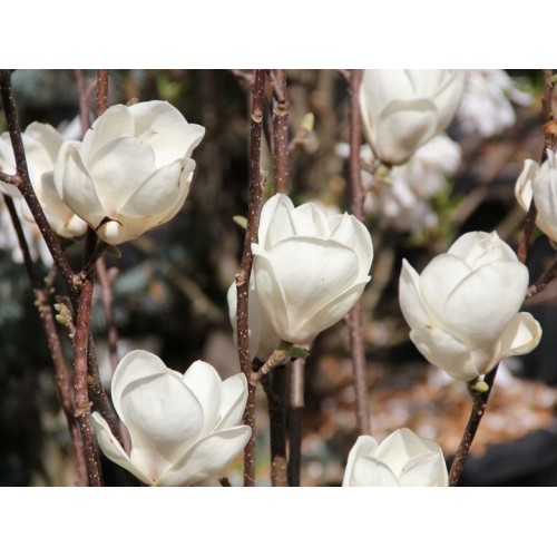 Magnolia Alba Superba śnieżnobiała 20-40 CM D. 3L