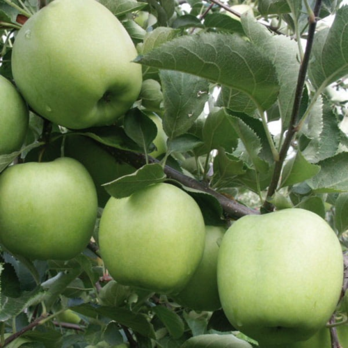 Jabłoń antonówka łac. Malus domestica landrynkowy zapach 100-150cm D.